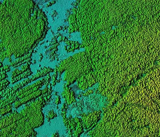 Aerial LiDAR image of a forest area