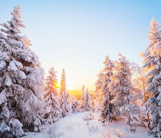 Talvinen metsä Suomessa
